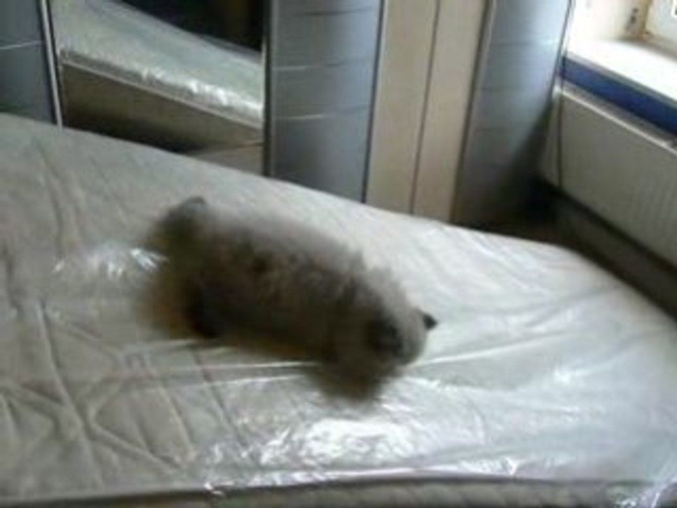 glissade de chatons