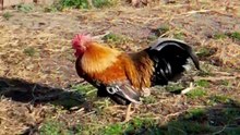 ohh my r🥚🥚ster! 🐓 #rooster #chicken #farm