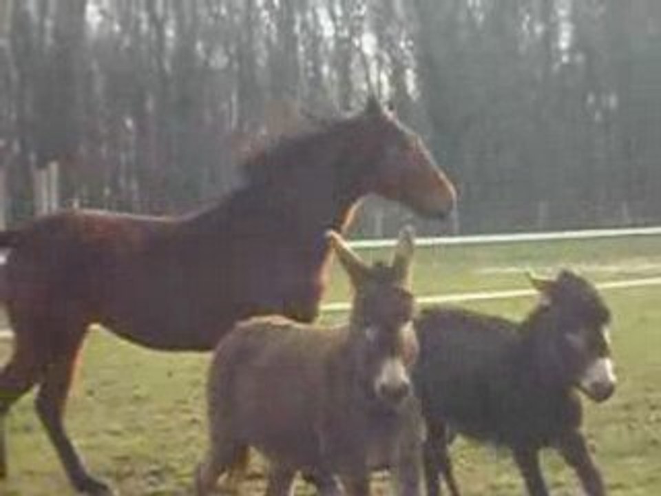 chevaux folie 2