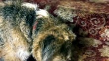 Scared Rescue Dog Climbs Stairs for the First Time 🐶🐾