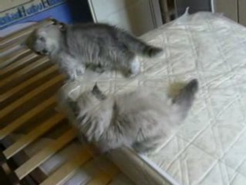 Glissade des chatons 2