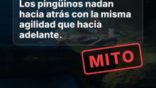 Pingüinos: ¿nadan hacia atrás?