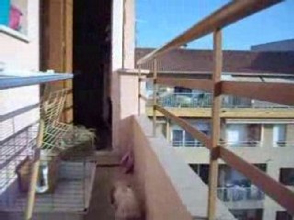 Mon lapin devient chat !