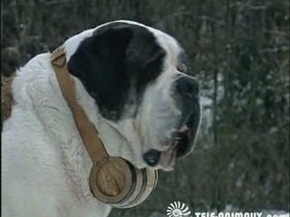 Histoire du Saint-Bernard 🐶