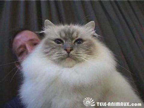 Le Sacré de Birmanie