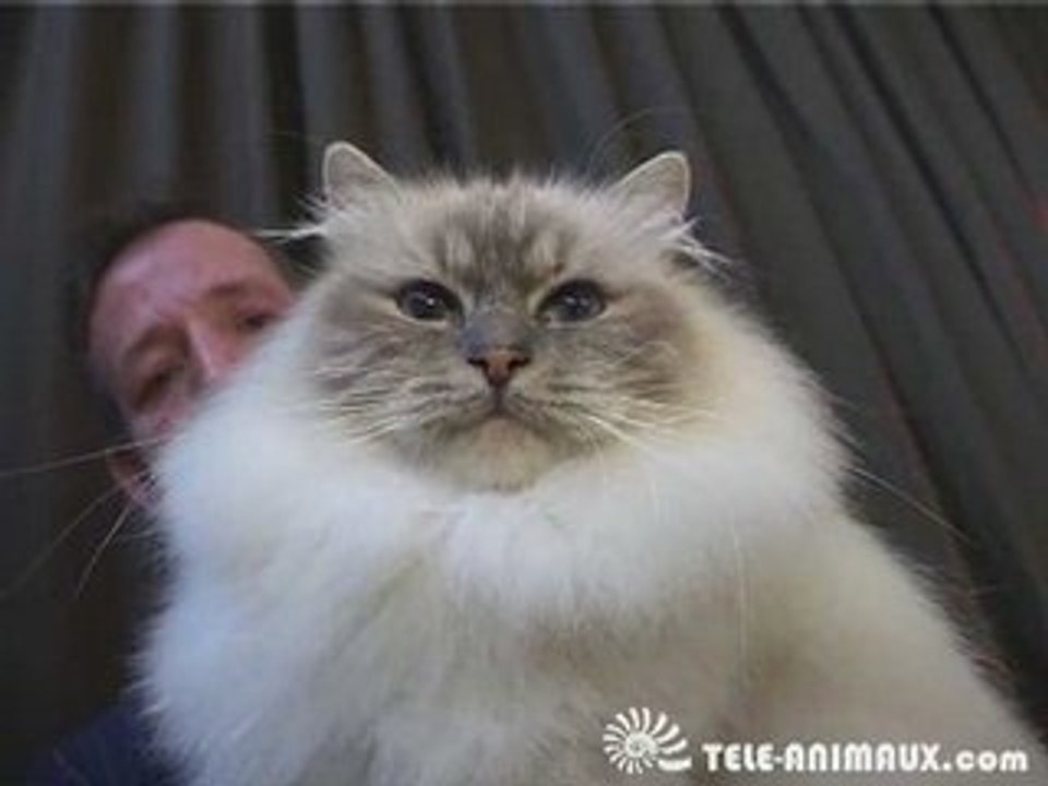 Le Sacré de Birmanie
