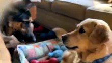 🐶 Rescue Dog Meets New Sibling — Instant Play Bow! 🐾