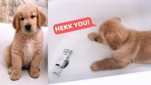 Golden Retriever Is Scared of a Shampoo Bottle | Funny Puppy Reaction