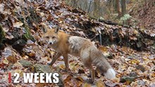 Wild Fox Returns to the Hidden Forest Camera | Wildlife Footage