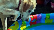 Rescue Dog's First Splash  Pure Pool Joy in One Take 🐾