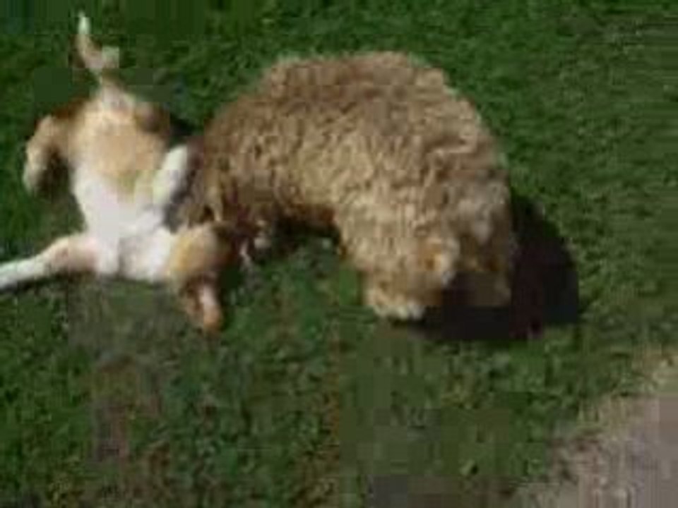 Yankee vs Lydie
