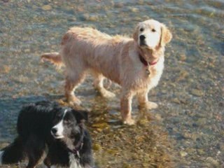 Promenade a reiningue avec les chiens 01