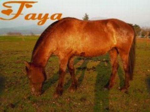 Les chevaux les poon's et les poulains de Santana