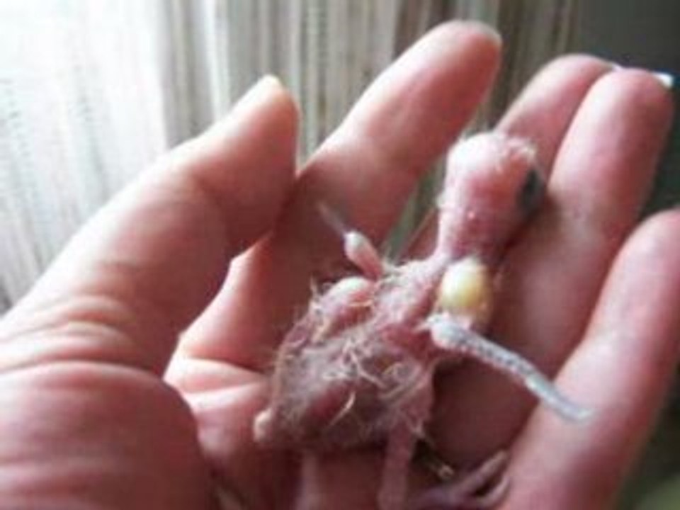 049 crevette 22 aout