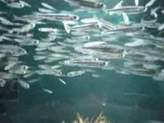 Banc de... poissons ?