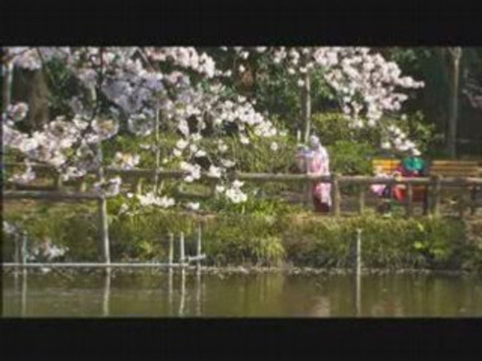 Cherry Blossoms