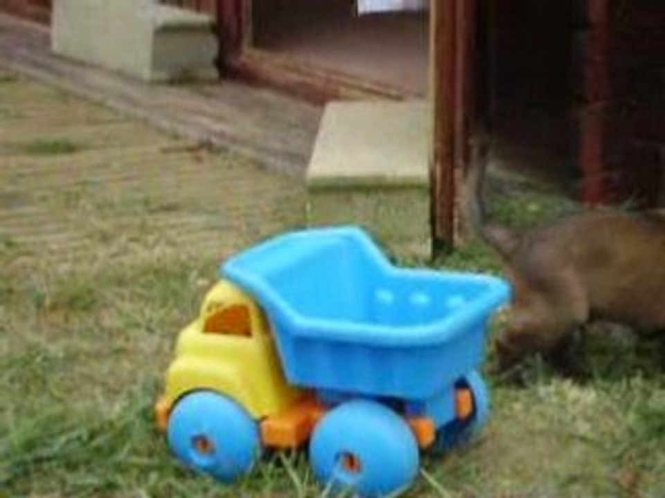 Diuke mon malinois 5 semaines