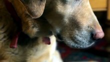Deaf-Blind Rescue Dog Recognizes Owner by Scent 💛🐾