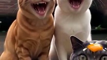 Funny cats