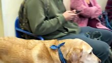 Shelter Dog Walks Past Everyone to Choose Its Person 🥹🐾