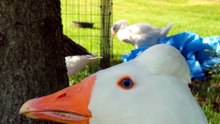 Picture with Lemongrab and Plop ended up being mostly Lemongrab. %E%3 | #SparklegleamFarm #Plop #Lemongrab #homestead #geese #farmanimals #UNACCEPTABLE #cute
