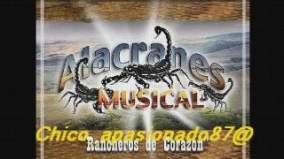 Alacranes Musical - No voy a llorar