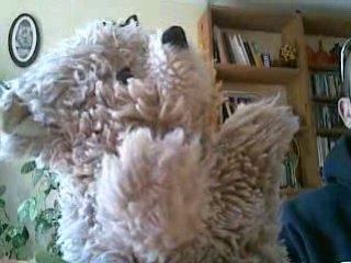 Berni le dragueur