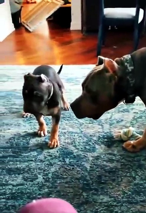 Unfortunate chew toy mistake - video Dailymotion