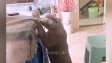 Funniest Cats You’ll See Today! 😹 (Wait for 0:07)