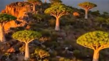 O Lugar Mais Estranho da Terra? Conheça a Ilha Perdida de Socotra