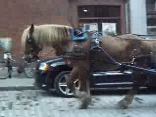 Calèche dans le Vieux-Montréal