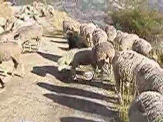 dogue du tibet au Mercantour