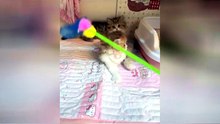 Cats, just like people, are subject to asthma. Dust, smoke, and other forms of air pulluti
