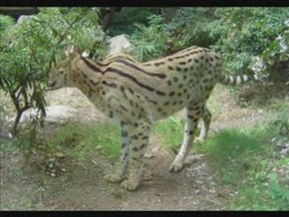 Une journée au zoo