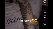 Agozzino Alfredo il piccolo lucky morto d'infarto