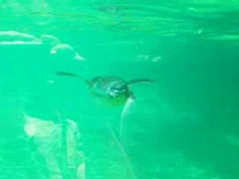 Les manchots de Beauval