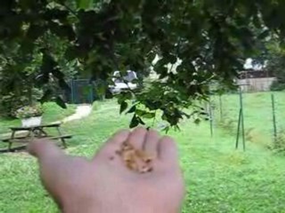 Mésange qui vient dans la main