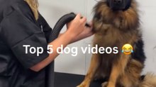 Top 5 Funny and Cute Dog Moments - Cute Pets Compilation