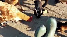 and they eat, and eat, and eat, and eat...... 😱 #capcut #farm #animals #fypage #funnyanimals