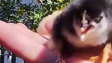 incredible footage of 2024 eclipse 🌕🌑🌒 👀🐤 #eclipse #chicken #babychicks #fypage #solarecli