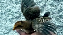 Babies are the best thing in the world 🐣💛 #babychicks #chicken #duck #fypage
