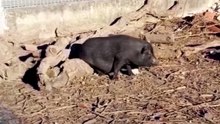 everybody dance! 🐗 #piggy #fypシ #pig #usherchallenge