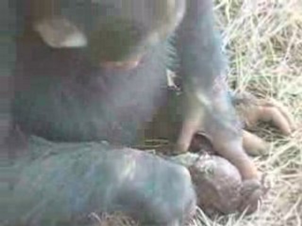 Un singe abuse d'un pauvre crapaud !