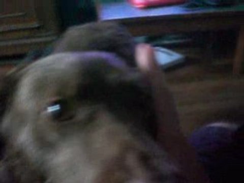 Caramel le chien métisse fait le beau gosse avec sa belle grosse truffe