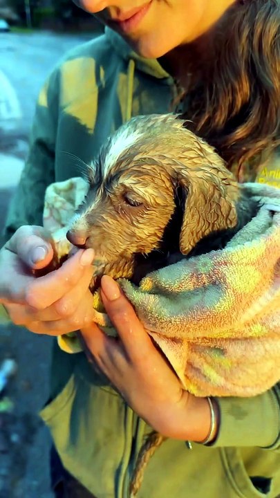 Rescued Puppy's Tiny Thank-You Kisses After Storm Drain Rescue 🐶🐾 ...