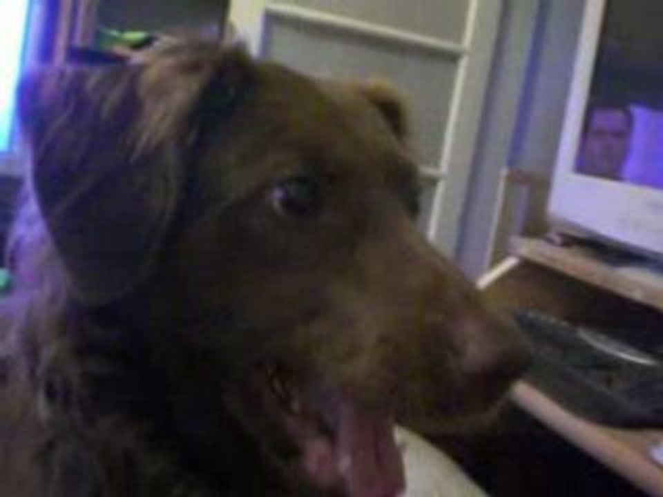 Caramel le chien bo gosse veut jouer cold case le laisse froid ^^