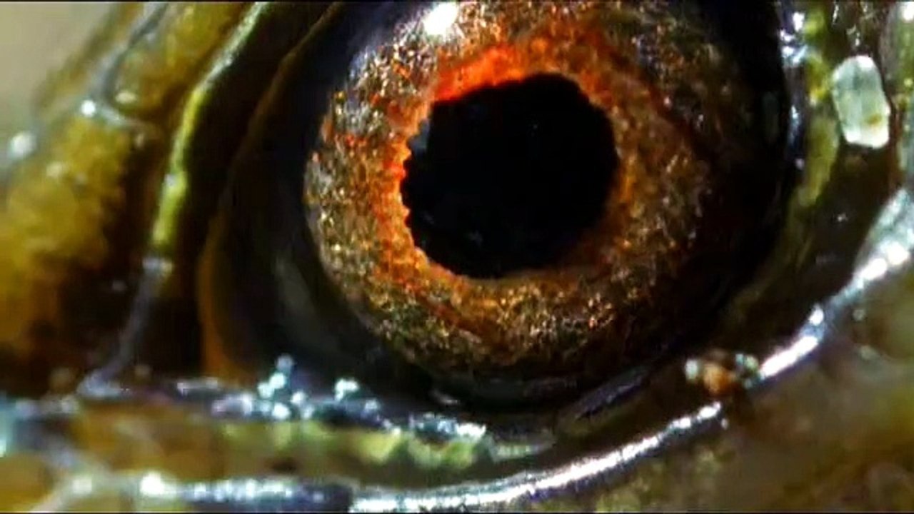 Attenborough in Paradise Amber Time Machine - video Dailymotion