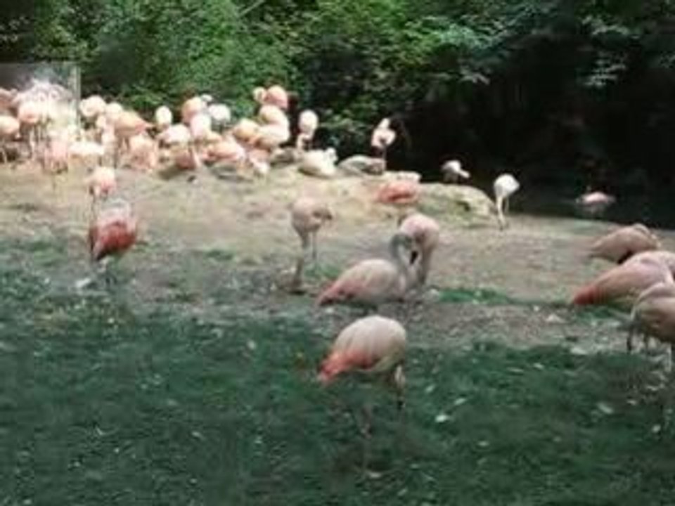 Zoo Doué la Fontaine : flamands roses