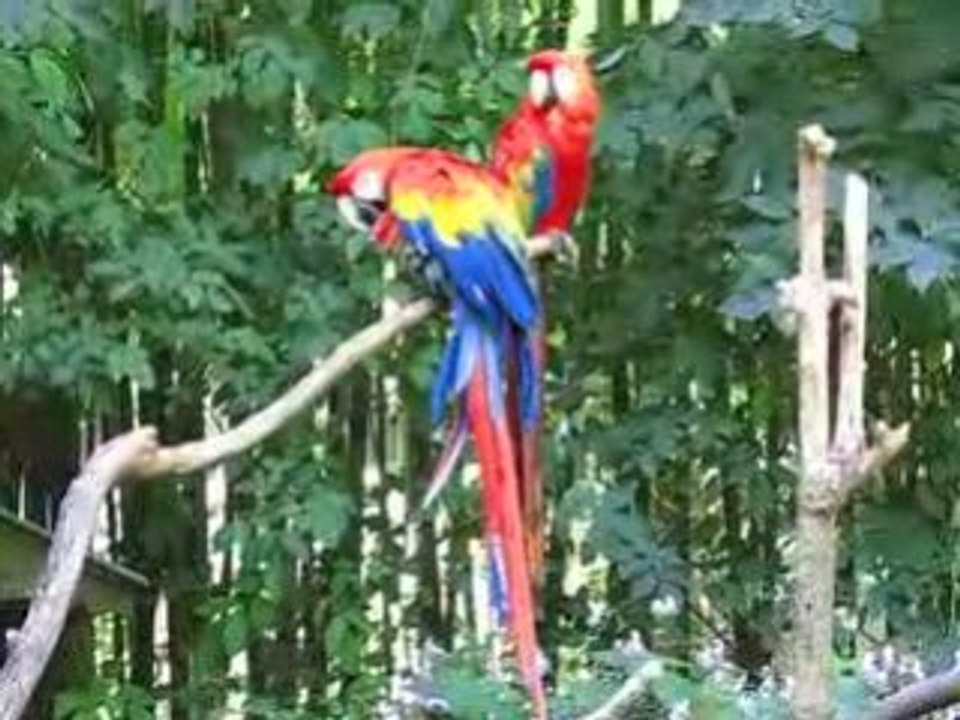 Zoo Doué la Fontaine : aras