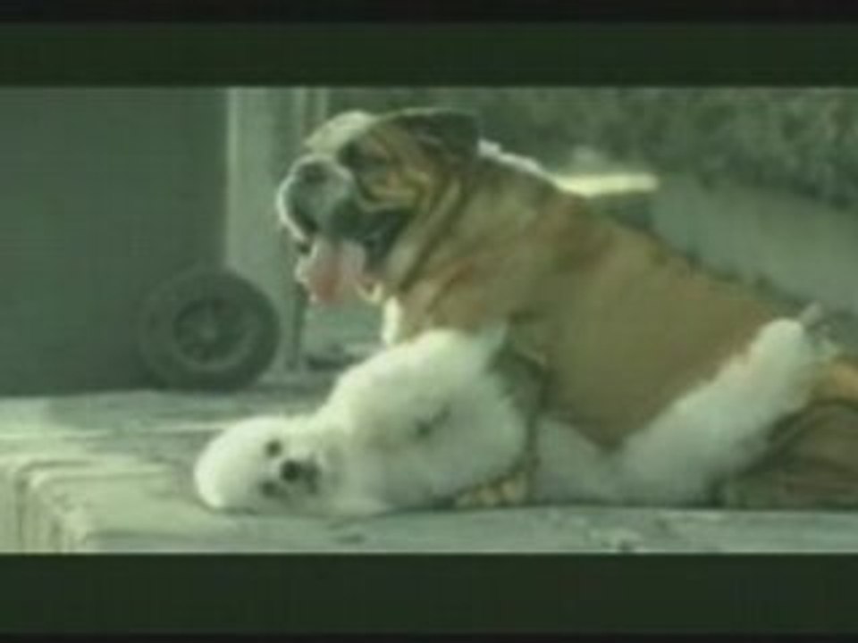 chien cocu !!!